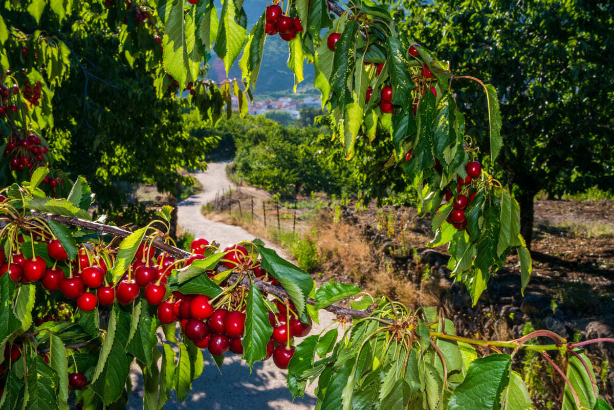 Vorlage abhebenalt= La_Cerecera._Valle_del_Jerte_11_1