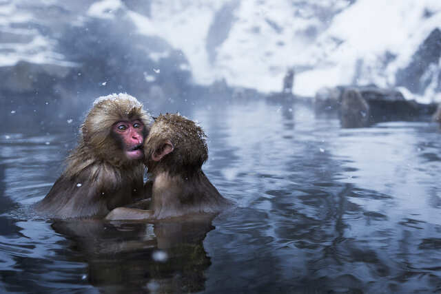 BILD-Beschreibung SnowMonkeys