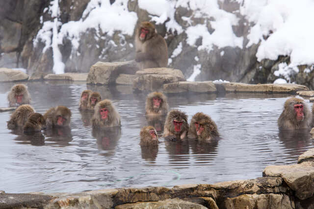 BILD-Beschreibung SnowMonkeys2_Kopie