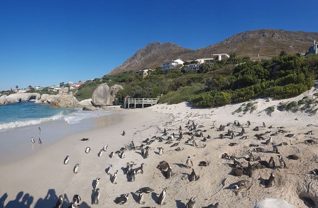 ZA_Suedafrika_Boulders_Beach_Pinguinkolonie_am_Strand_Katrin_Huebler