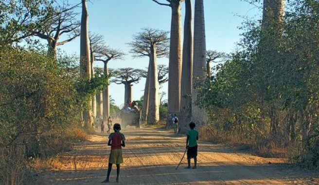 Die Baobab-Allee bei Morondava beeindruckt mit 30 m hohen Bäumen