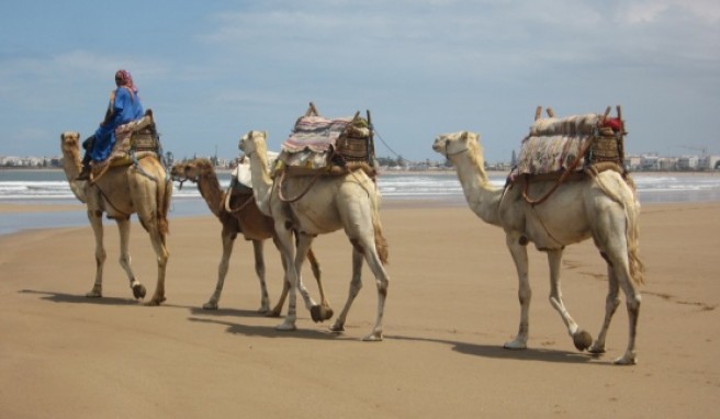 Auch heute noch werden Kamele in Essaouira als Transportmittel eingesetzt.